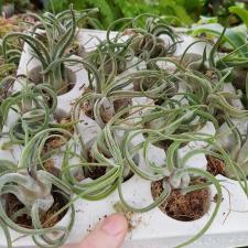 Tillandsia Caput Medusae 