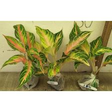 Аглаонема Розовая Панама / Aglaonema Pink Panama A-94