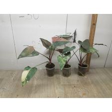 Homalomena aromatica Spreng Schott