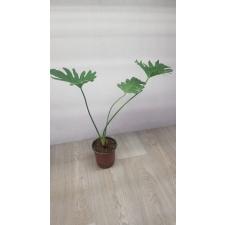 philodendron selloum bipinnatifidum pot 650p