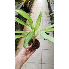 aglaonema white lance
