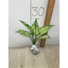 Aglaonema Rich no.6 A-70