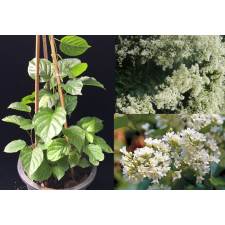 Porana volubilis (Bridal Creeper) S