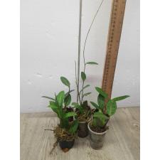Hoya elliptica S