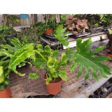Philodendron bipinnatifidum 19 cm pot