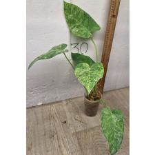 Филодендрон Гигантеум варегатный. / philodendron giganteum variegated