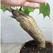стеркулия колората каудекс длинный / sterculia colorata caudex long