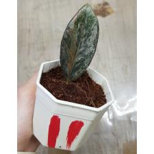 Zamioculcas zamiifolia black variegated (1 leaves) НОМЕР 11