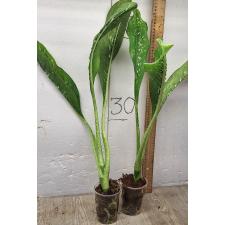 Диффенбахия Чещуя Дракона / Dieffenbachia Dragon Scale (M)