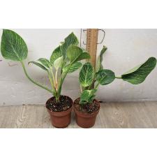 Филодендрон Биркин / Philodendron birkin
