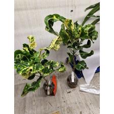 Codiaeum Kwak Thongkum 75 по 900р