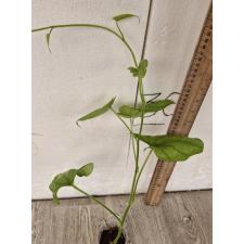 Диоскорея сп / dioscorea sp