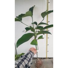 Randia sp.(T02) Posoqueria latifolia