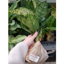 Aglaonema P-26 Gold Paper