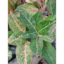 Aglaonema Sub mongkol orange & green A-122