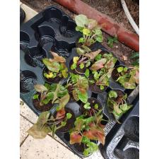 Syngonium Berry 6 сm pot