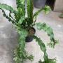 Polypodium musifolium (mutation)(No.1) x Microsorum ‘Mermaidtail’