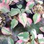 Caladium C-13