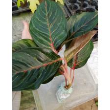 Aglaonema T11 Sombat Siam green 900p