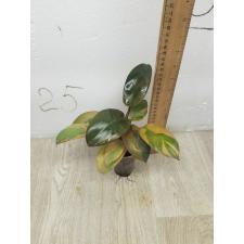 Philodendron 'Black Cardinal' variegated