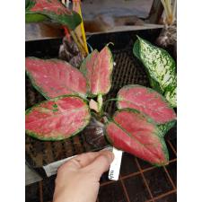 Aglaonema Unyamanee 'Red' (round leaf)132/1