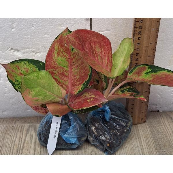 Аглаонема Китти / Aglaonema Kitty A-59