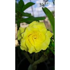 Adenium EK 8258