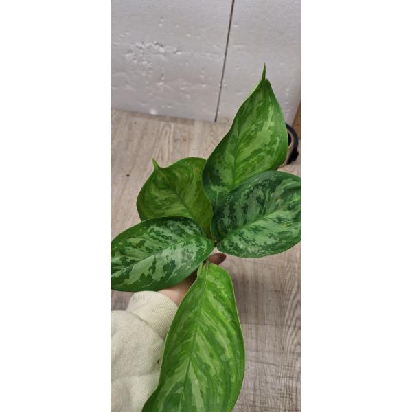 Aglaonema Toon graw A-46