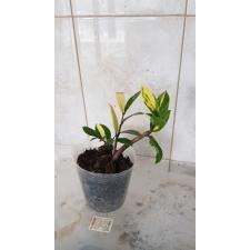 Zamioculcas zamiifolia variegated (short leaf) 2.5" pot 