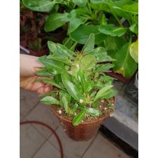 Pachypodium Saundersii