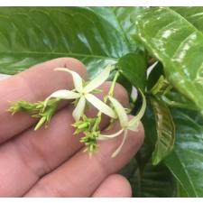 Аганосма маргината №2 (восковой лист) / Aganosma marginata No.2 (wax leaf).