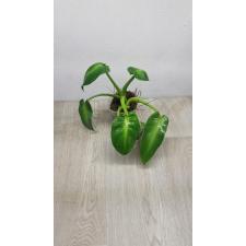 Philodendron rugosum