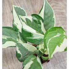 Сциндапсус пиктус Н'Джой / Scindapsus pictus 'N'Joy' (S)