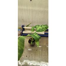 Schizmatoglottis Puzilla pot