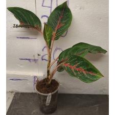 Аглаонема Сомбат Сиам зеленый / Aglaonema Sombat Siam green A-43