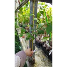 Jasminum decipiens. 448