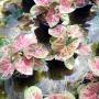 Caladium C-12