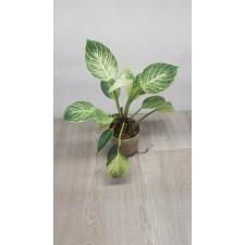 Philodendron birkin 850p