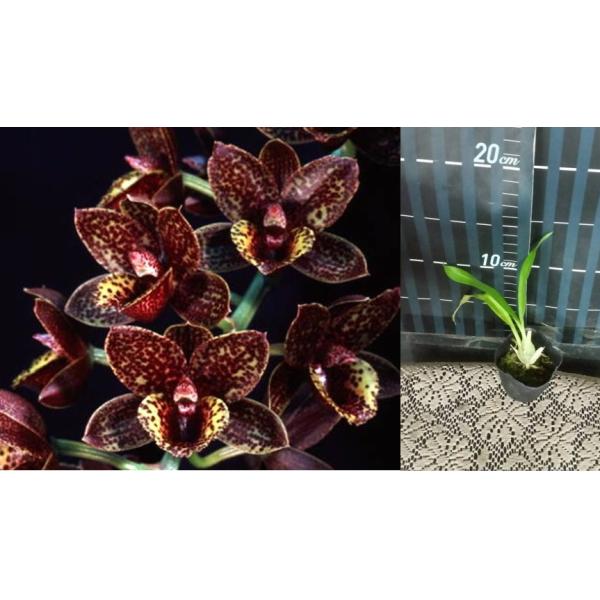 Fredclarkeara After Dark 'Sunset Valley Orchids' FCC/AOS        A24 July