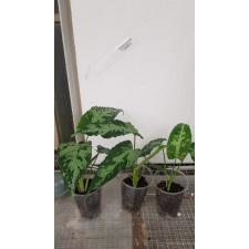 Schismatoglottis sp pot