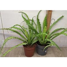 Асплениум антикьюм. / asplenium sp antiquum