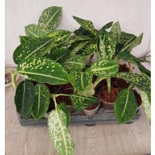 Dieffenbachia hybrid reflector