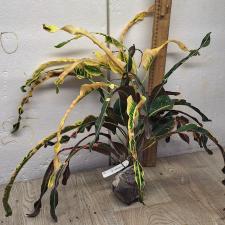 Кодиеум Кай Фа Пхайя Лор / Codiaeum Kai Fah Phaya Lor. 50