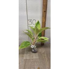 Aglaonema Aurora white A-9