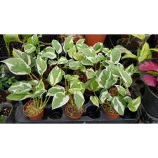 Scindapsus pictus 'N'Joy' 7 cm pot