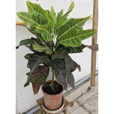 Кодиеум Три Нусара / Codiaeum Tri Noosara (L)