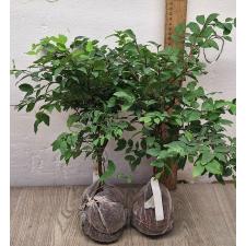 Мирциария каулифлора (Бразильское виноградное дерево) / Myrciaria cauliflora (Brazilian Grape tree)