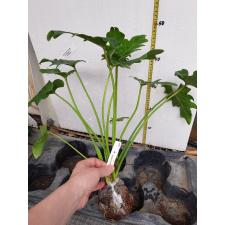 Philodendron Xanadu Emperor8" 514