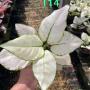 Aglaonema T14 Super White