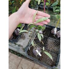 Tabernaemontana divaricata 'Silver leaf'